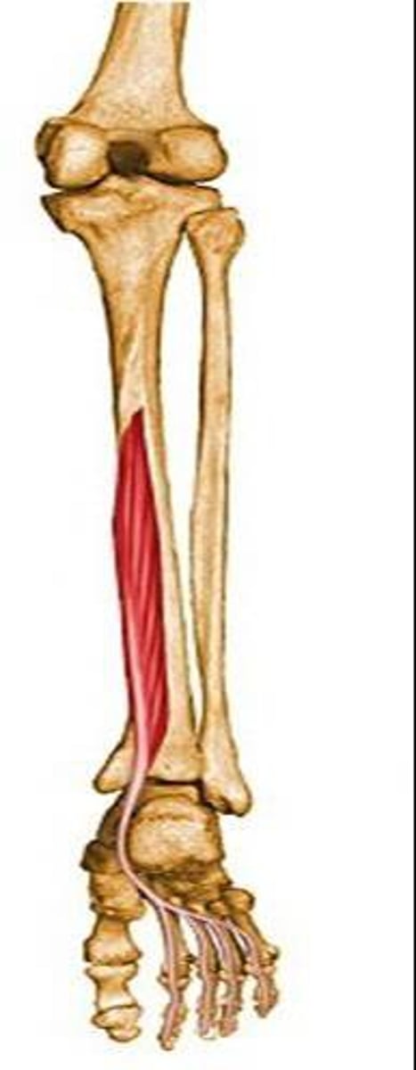 <p>flexes toes</p><p>O: posterior surface of tibia</p><p>I: bases of distal phalanges of toes 2-5</p><p>N: tibial nerve</p>