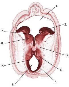 <p>Transverse section of the mesencephalon and metencephalon of a human embryo of between 49 and 52 days old.</p>