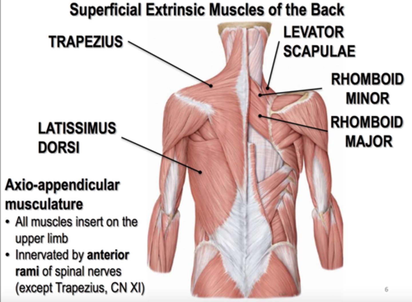 <p>-Retract and rotates scapula</p><p>-Dorsal scapular n. (C5)</p>