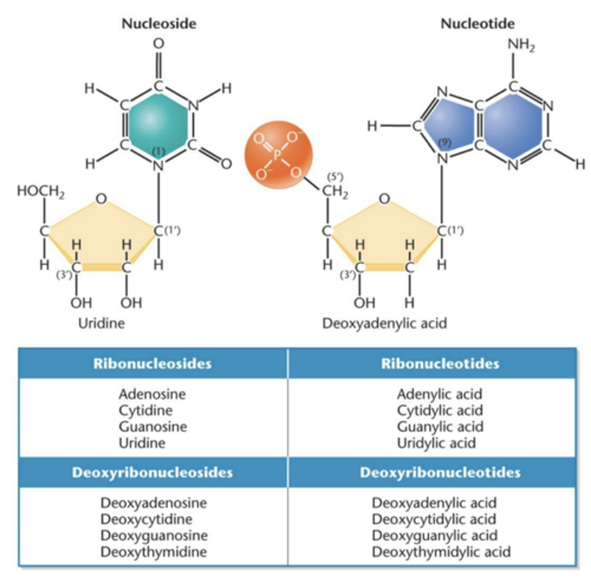 <p>- nucleoside with phosphate group added</p>