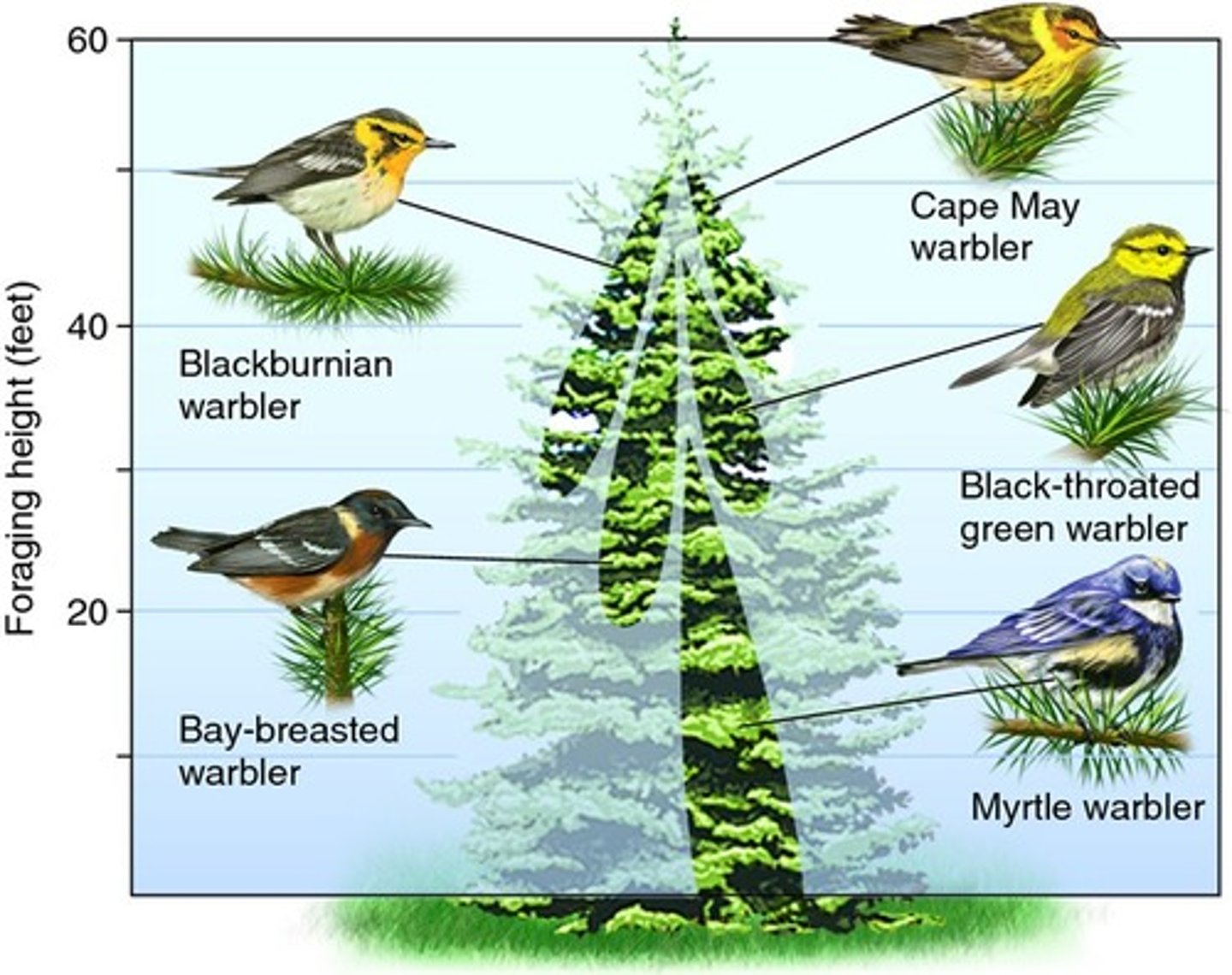 <p>organisms occupy different spaces in the same habitat</p>