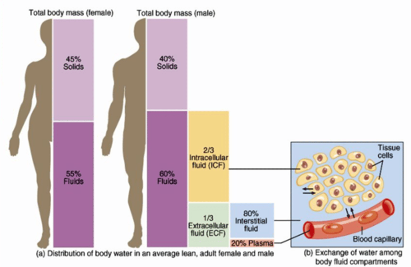 <p>60% of the body weight is water: 40% intracellular, 20% extracellular</p>