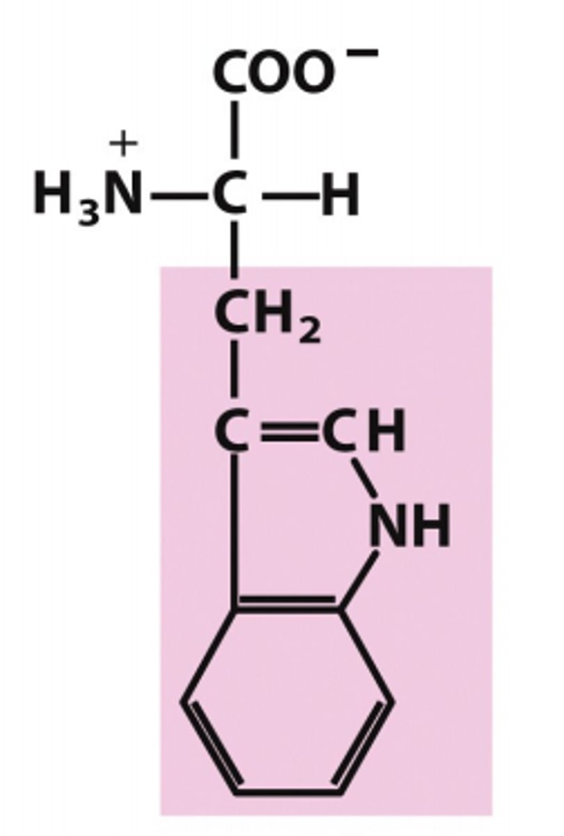 <p>Which amino acid is this?</p>