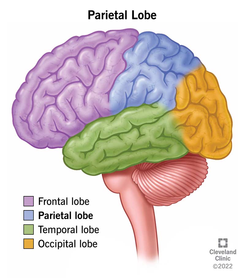 Parietal Lobe