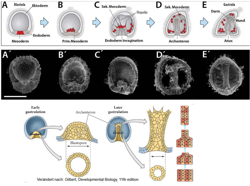 <ul><li><p><span>Mesodermale Zellen machen epitheliale-mesenchymale Transformation und lösen sich nach innen ins Blastocoel ab -&gt; bilden prim. Mesenhym</span></p></li><li><p class="MsoListParagraphCxSpMiddle"><span>Invagination endodermaler Zellen durch Veränderung des Aktinskellets</span></p><p class="MsoListParagraphCxSpMiddle"><span>→ Urdarm (Archenteron)&nbsp; entsteht</span></p></li><li><p class="MsoListParagraphCxSpMiddle"><span>Streckung des Achenterons in Richtung des späteren Mundes</span></p><ul><li><p class="MsoListParagraphCxSpMiddle"><span>Filopodien (Zellen des sekundären Mesenchyms) nehmen Kontakt zur Blastocoelwand auf und induzieren durch Kontraktion Streckung</span></p></li><li><p class="MsoListParagraphCxSpLast"><span>Gleichzeitig konvergente Extension des Endoderms</span></p></li></ul></li></ul><p></p>