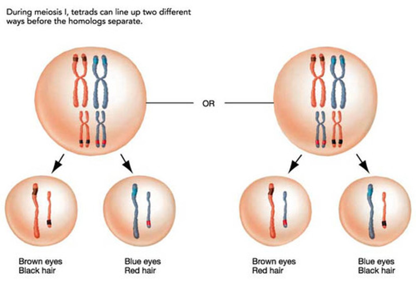 <p>A principle of meiosis where chromosomes are randomly distributed to gametes. Each pair of homologous chromosomes separates independently of other pairs, leading to different combinations of chromosomes and contributing to genetic diversity in offspring.</p>