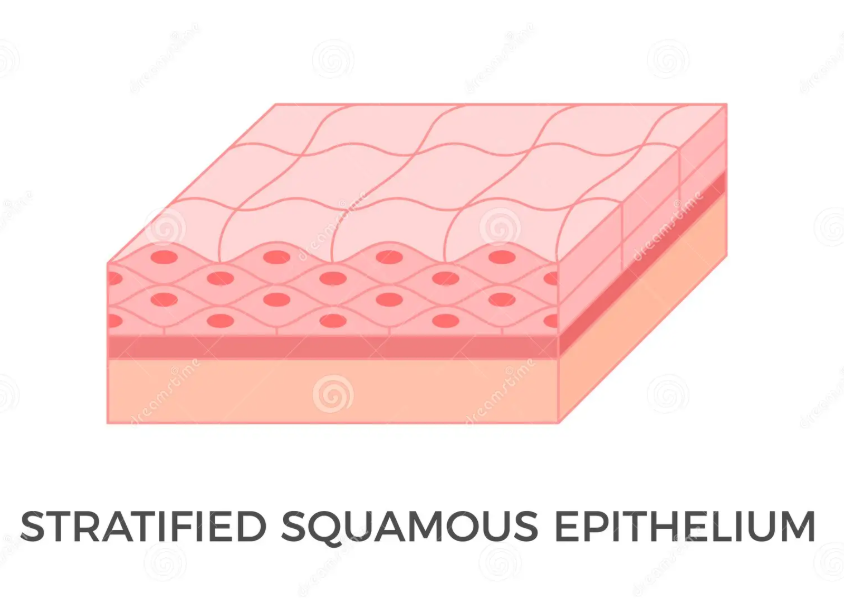 <p>Stratified squamous epithelium</p>