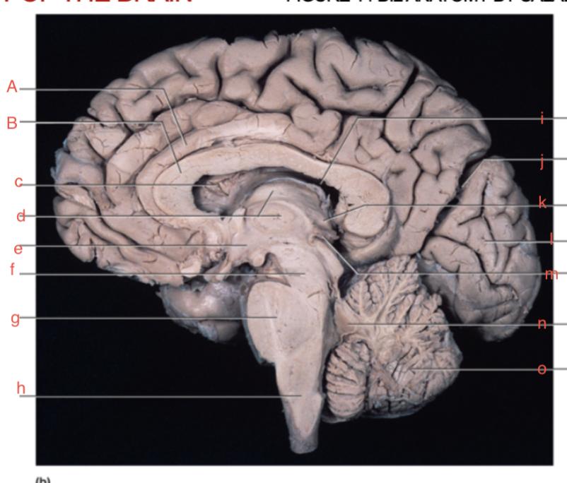 <p>m</p>