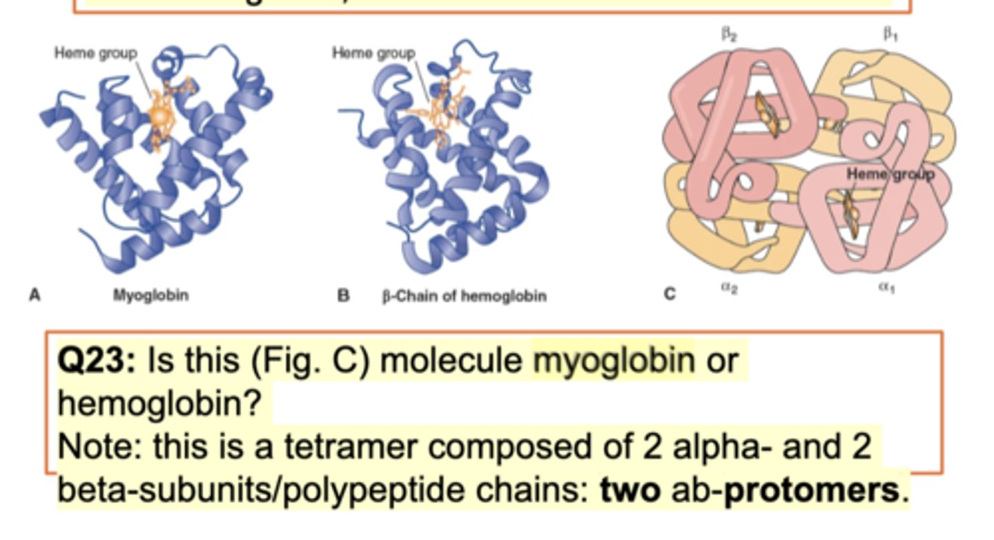 <p>one globulin vs 4 globulin (2 alpha and 2 beta) - both have prosthetic group (bind to iron)</p><p>myoglobin muscles. B-chain of hemoglobin pic seen (tertiary structure -very similar to myoglobin). Diff is function b/w myoglobin and hemoglobin. Both bind to o2 but different. </p><p>Structure diff - Myoglobin works as a monomer but hemoglobin binds to 3 diff subunits (2 alpha and 2 beta sunits makes 1 tetramer of hemoglobin). Hemoglobin is quartnerary. Myoglobin - monomer. Hemoglobin - tetramer. Works in diff tissue/cell and a lil diff shape. Both have heme group (prosthetic group - chemical structure that binds to iron to make the hemoglobin/myoglobin functional).</p>