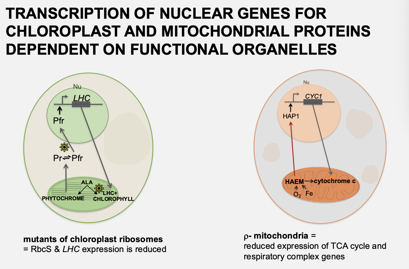 <ol><li><p>Yeast p- mutants→ <strong>no mitochondria</strong> and so reduced expression of TCA cycle and respiratory complex genes</p></li><li><p>Barley mutants<strong>→ defects chloroplast ribosomes</strong></p><ul><li><p>→ reduced RbcS and LHC expression</p></li></ul></li></ol><p></p>