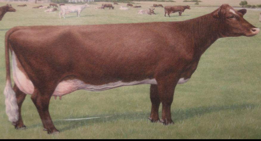 <p>Milking Shorthorn</p>