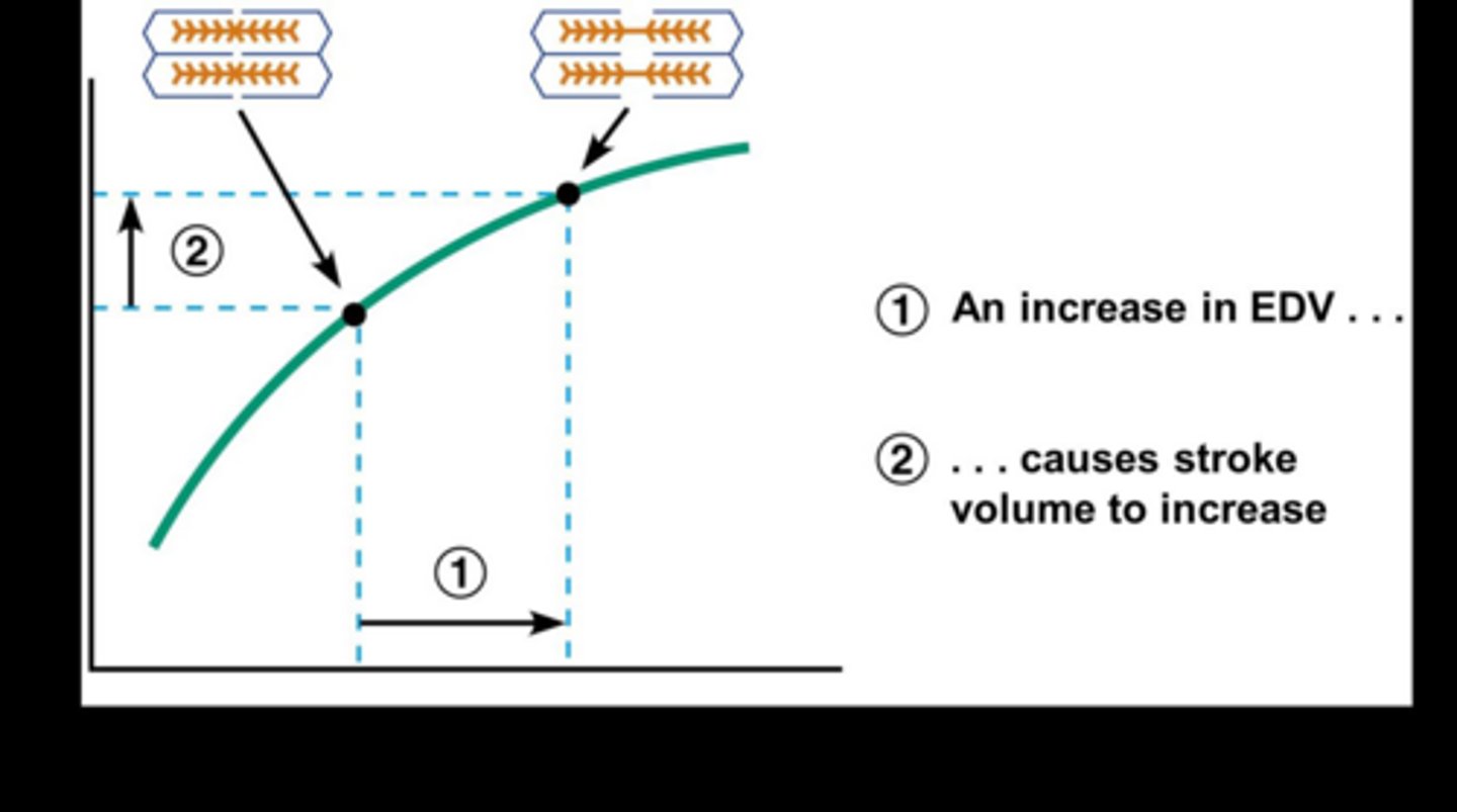 <p>The degree of stretch of the heart muscle before contraction.</p>