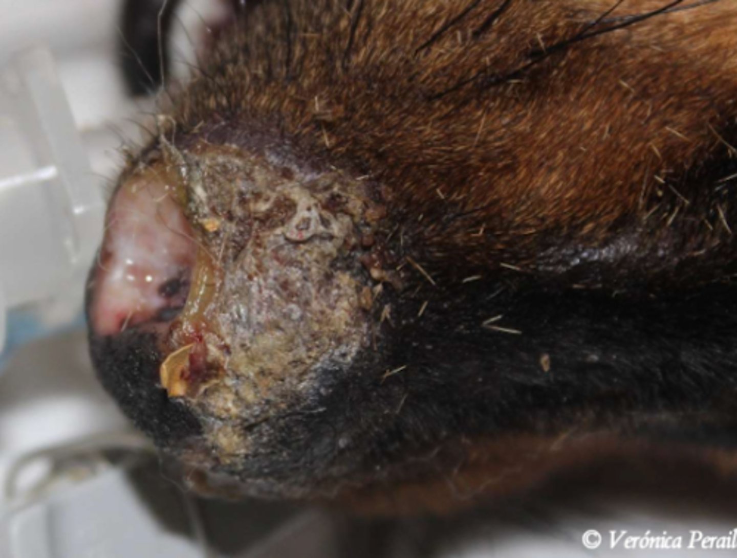 <p>¿lesión?</p><p>¿primaria o secundaria?</p>