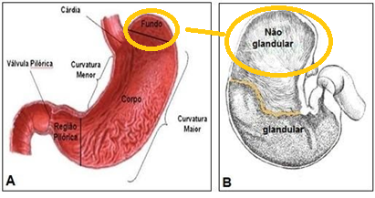 <p>Fundo expande-se e forma a porção não glandular</p><p></p>