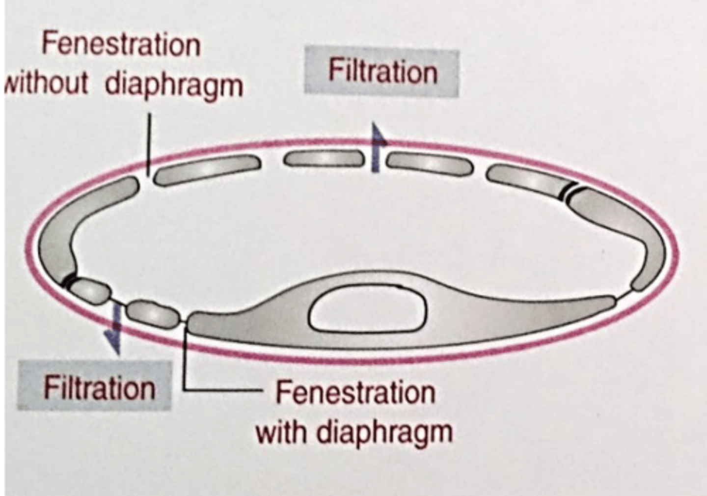 <p>what type of capillary?</p>
