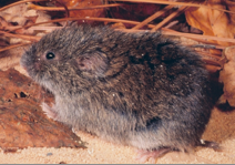 <p>shaggy and grizzled fur; big head and short tail; belly and sides “washed” with gray</p>