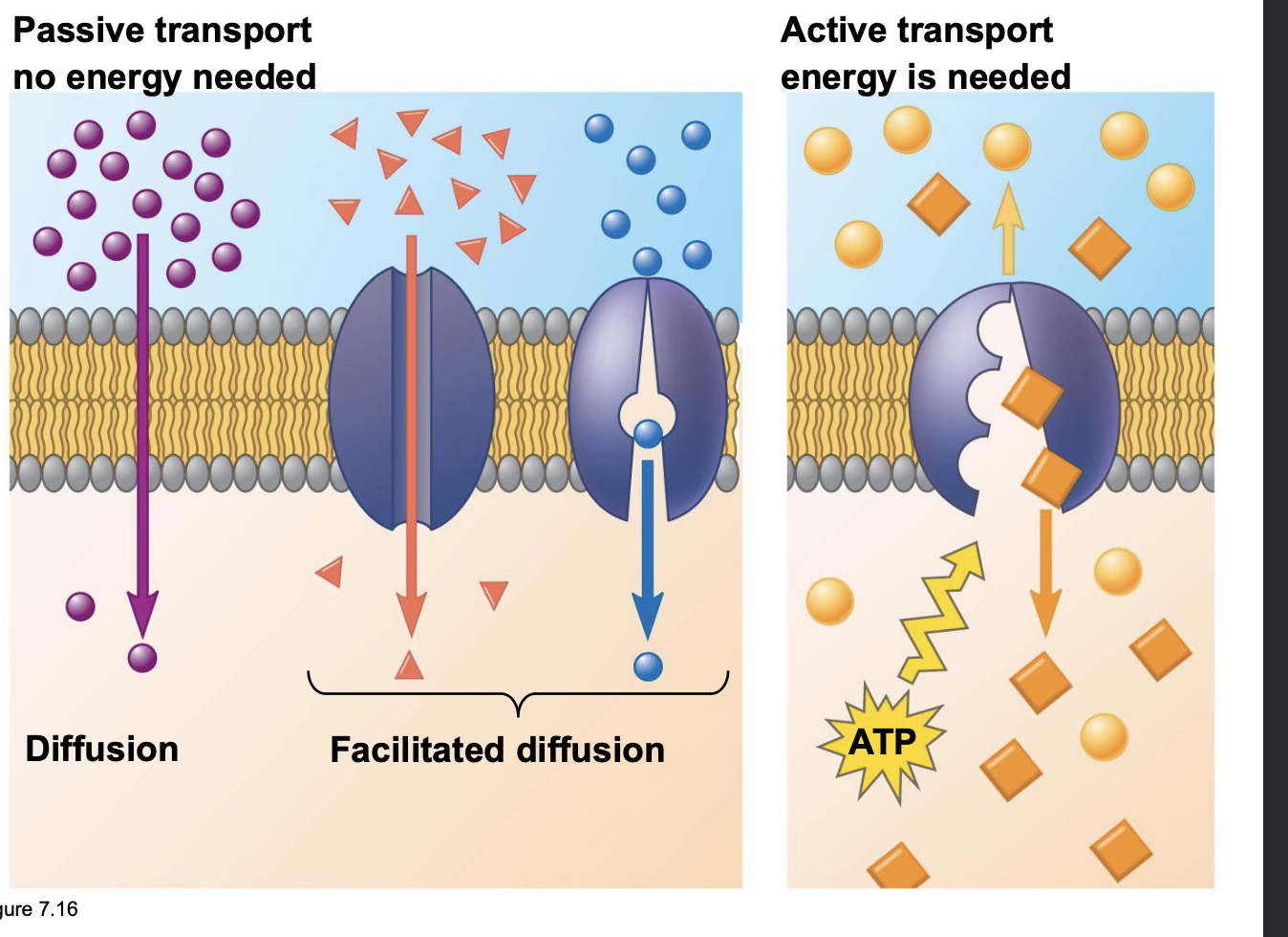 .Facilitated diffusion is passive diffusion because the solute moves down its concentration gradient, and the transport requires no energy \n .Some transport proteins, however, can move solutes against their concentration gradients