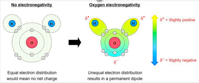 <p>Water is polar because it has a <strong><span style="color: yellow">slight charge difference across different poles of molecule</span></strong> (dipole)</p><p>This allows water to form weak associations (H bonds) with other polar or ionic molecules</p><p><img src="https://knowt-user-attachments.s3.amazonaws.com/d5cf9997-b176-4406-b0a6-c1b11838d717.jpeg"><strong><span style="color: blue">Hydrogen bonding</span><span> </span></strong>and the <strong><span style="color: red">angular shape</span></strong> of a water molecule gives it unique properties essential to existence of living things</p>