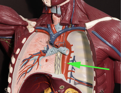 <p><span>In the area marked by the green arrow, the aorta is called the <strong>thoracic</strong> aorta</span></p>