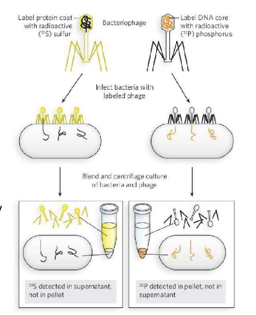 <p>Martha Chase and Alfred Hershey</p><p><span>Conduct an experiment using T2 bacteriophage</span></p><p><span>By this time, it was understood that viruses propagate by infecting their host. Chase and Hershey prepared T2 bacteriophage, radiolabelled with either:</span><br><span>-32P isotope which is only incorporated in DNA</span><br><span>-35S isotope which is only incorporated in protein</span></p><p>sulfur is specific to the protein of the bacteriophage and the phosphorus is backbone of DNA</p><p>this proved that the DNA entered into the bacteria but the protein did not, therefore the DNA is the material that is transferred aka the genetic material</p>
