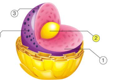 <p>identify this organelle (yellow dot)</p>