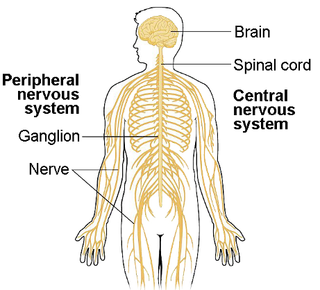 <p><strong>Nerves</strong></p><ul><li><p>collection of axons outside the brain and spinal cord</p></li><li><p>can carry electrical signals away from or towards the CNS </p></li><li><p><u>Cranial nerves- </u>12 pairs or nerves originating from the brain</p></li><li><p><u>Spinal nerves- </u>31 pairs of nerves originating from the spinal cord</p></li><li><p><u>Plexus-</u> bundle of nerves outside the brain and spinal cord</p></li></ul><p><strong>Ganglia </strong></p><ul><li><p>group of neuron cell bodies outside the brain and spinal cord</p></li></ul><p><strong>Sensory receptors</strong></p><ul><li><p>cells that respond to a specific stimuli</p></li><li><p>can be neurons or specialized cells</p></li><li><p>distributed throughout the body </p></li></ul><p></p>