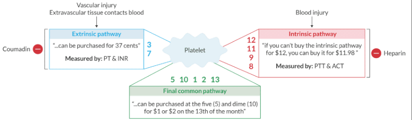 <p><u>Extrinsic pathway:</u> 3, 7</p><ul><li><p>" ... can be purchased for 37 cents"</p></li></ul><p><u>Intrinsic pathway:</u> 8, 9, 11, 12</p><ul><li><p>"if you can't buy the intrinsic pathway for $12, you can buy it for $11.98.</p></li></ul><p><u>Final common pathway:</u> 1, 2, 5, 10, 13</p><ul><li><p>" ... can be purchased at the 5 and dime (10) for 1 or 2 dollars on the 13th of the month"</p></li></ul><p></p>