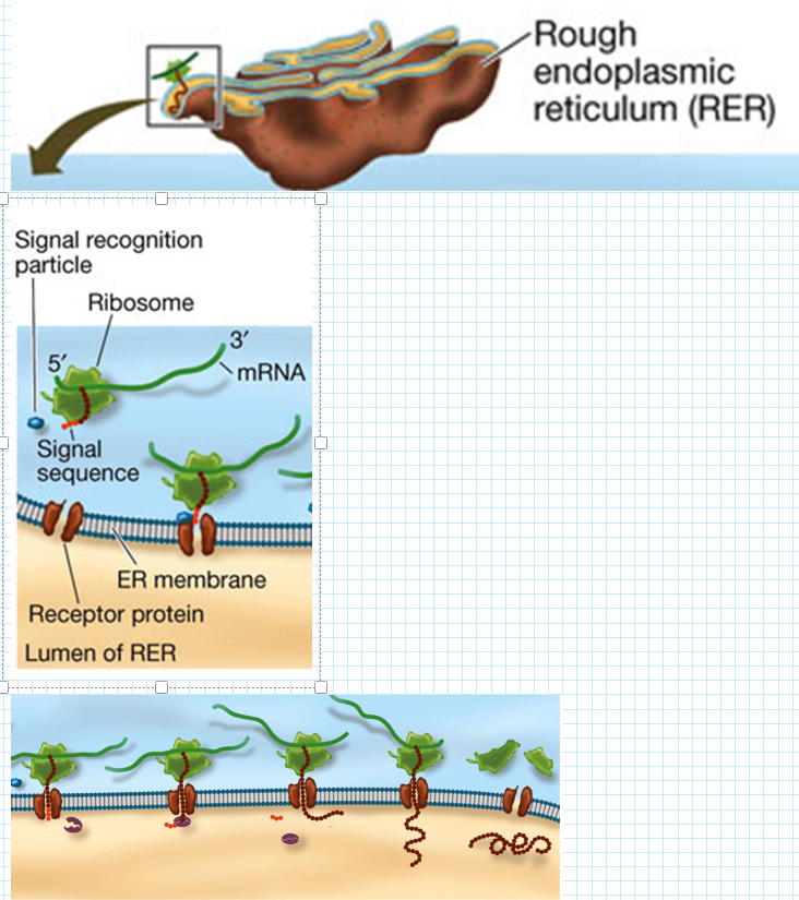 <p>If the Protein Enters the ER Lumen:</p><ol><li><p><strong>Signals for Protein Destination</strong>:</p><ul><li><p><strong>Amino Acid Sequences</strong>: These sequences allow the protein to stay in the ER.</p></li><li><p><strong>Sugars Addition (Glycosylation)</strong>:</p><ul><li><p>Glycoproteins end up at the plasma membrane, lysosome, vacuole (in plants), or are secreted.</p></li></ul></li></ul></li></ol><p>Protein Modifications:</p><ol><li><p><strong>Proteolysis</strong>:</p><ul><li><p>The cutting of a long polypeptide chain into final products by enzymes known as proteases.</p></li></ul></li><li><p><strong>Glycosylation</strong>:</p><ul><li><p>The addition of sugars to form glycoproteins, which is crucial for proper folding, stability, and cell signaling.</p></li></ul></li><li><p><strong>Phosphorylation</strong>:</p><ul><li><p>The addition of phosphate groups catalyzed by protein kinases.</p></li><li><p>Charged phosphate groups can change the protein's conformation, affecting its activity and function.</p></li></ul></li></ol><p>These modifications and targeting mechanisms ensure that proteins are correctly processed and directed to their appropriate cellular locations, enabling them to perform their intended roles.</p>