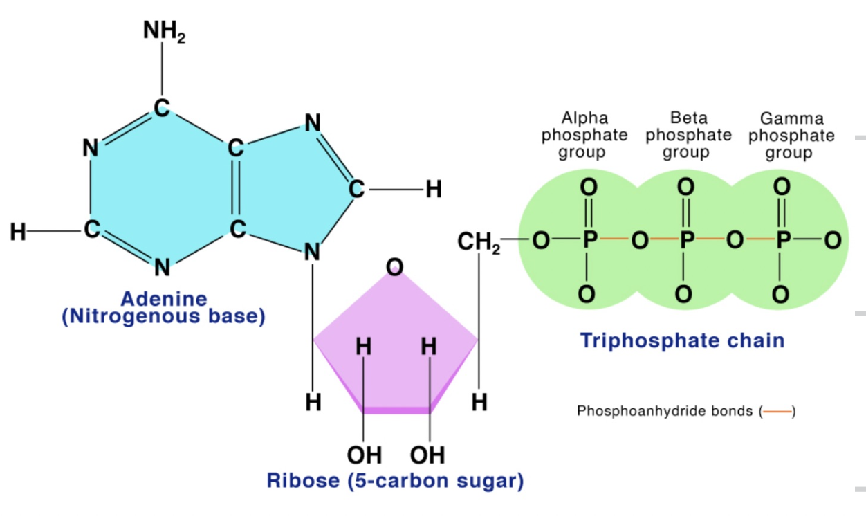<p>ribose, adenine (base), 3 phosphate groups</p>