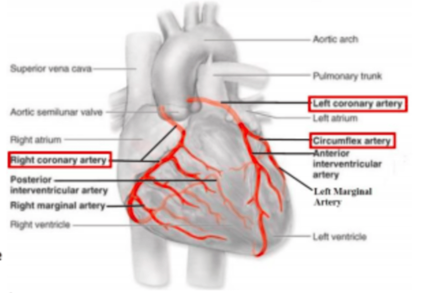<p>What do epicardial coronary arteries supply?</p>