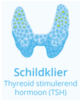 <p><strong>Schildklierstimulerend hormoon (TSH)</strong></p><p>Dit hormoon <strong>stimuleert de schildklier</strong> tot het <strong>afgegeven </strong>zijn <strong>eigen hormoon.</strong>&nbsp;Met <strong>schildklierhormoon </strong>wordt niet één hormoon maar eigenlijk <strong>twee hormonen</strong> bedoeld:&nbsp;<strong>thyroxine </strong>(afgekort tot <strong>T4</strong>) en <strong>tri-jodothyronine</strong> (afgekort als <strong>T3</strong>). De <strong>schildklier </strong>maakt ongeveer <strong>vier keer zoveel T4 als T3.</strong> Het <strong>lichaam kan zelf T3 maken van T4.</strong></p><p>De <strong>schildklier reguleert talrijke lichaamsfuncties</strong>,&nbsp;zoals de <strong>hartslag</strong>, de <strong>lichaamstemperatuur</strong>, de <strong>energiebehoefte </strong>en <strong>(cel)stofwisselingsprocessen.</strong> Je schildklier is de <strong>metronoom en thermostaat van je lichaam</strong>. Werkt ze <strong>te veel/snel </strong><span data-name="plus" data-type="emoji">➕</span><strong>,</strong> dan zul je <strong>sneller transpireren</strong> en heb je het vaak te <strong>warm</strong>, ben je <strong>overactief</strong>: je <strong>vermagert</strong>, je <strong>beeft</strong>, je <strong>zweet</strong>, je <strong>slaapt niet goed</strong>. Werkt ze <strong>te traag </strong><span data-name="minus" data-type="emoji">➖</span>, dan heb je te <strong>koud</strong>. Dan ben je <strong>moe</strong>, heb je <strong>geen energie</strong>, kom je <strong>veel bij.&nbsp;</strong></p><p><span data-name="point_right" data-type="emoji">👉</span>Als er een <strong>tekort aan schildklierhormoon</strong> ontstaan spreekt men van <strong>hypothyreoïdie</strong> oftewel een <strong>traag werkende schildklier.</strong>&nbsp;De symptomen zijn onder andere:<strong> abnormale vermoeidheid,&nbsp;gewichtstoename, droge huid</strong> en <strong>haaruitval</strong>. Men voelt zich <strong>lusteloos </strong>en <strong>futloos</strong>,&nbsp;allerlei zaken gaan <strong>veel trager </strong>dan gewoonlijk en er is een <strong>sterke behoefte aan warmte.&nbsp;</strong></p>