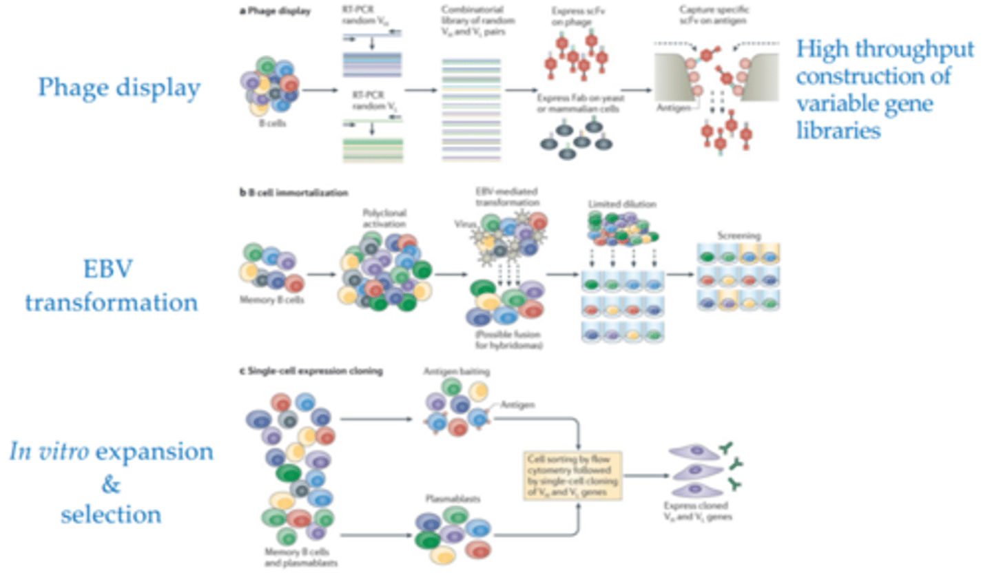 <p>1. phage display</p><p>2. EBV transformation</p><p>3. single cell expansion &amp; selection</p>