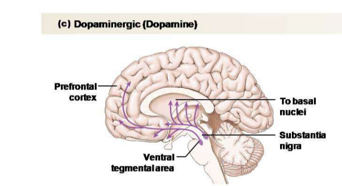 <p>Explain the role of the dopamine neurotransmitter.</p>
