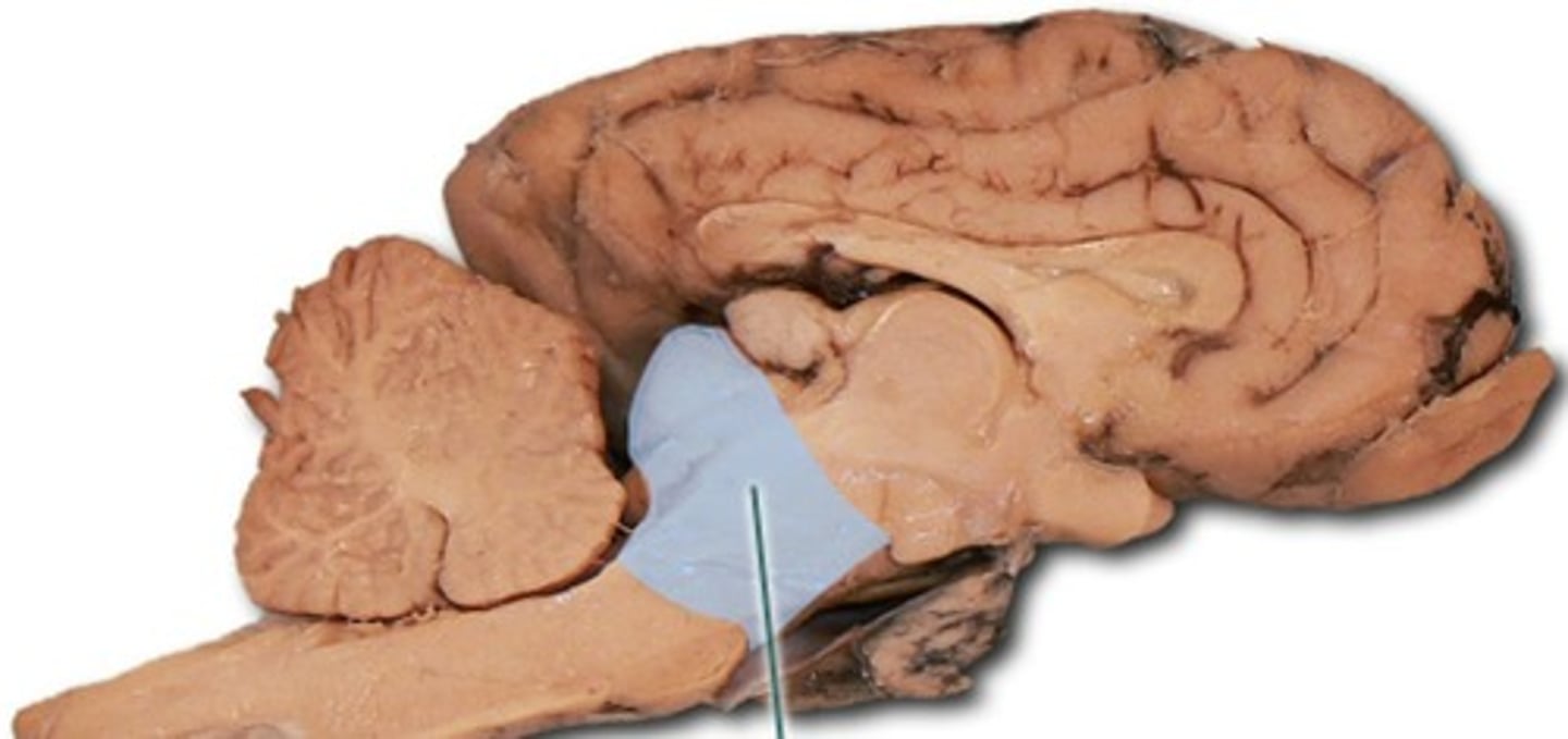 <p>Contains...</p><p>-continuation of reticular formation</p><p>-Motor nuclei of two cranial nerves that control eye movement</p><p>-CN III and IV</p>