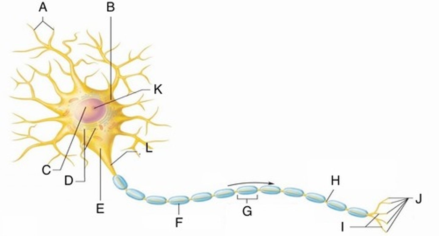 <p>Cone shaped region of an axon where it joins the cell body. (E)</p>