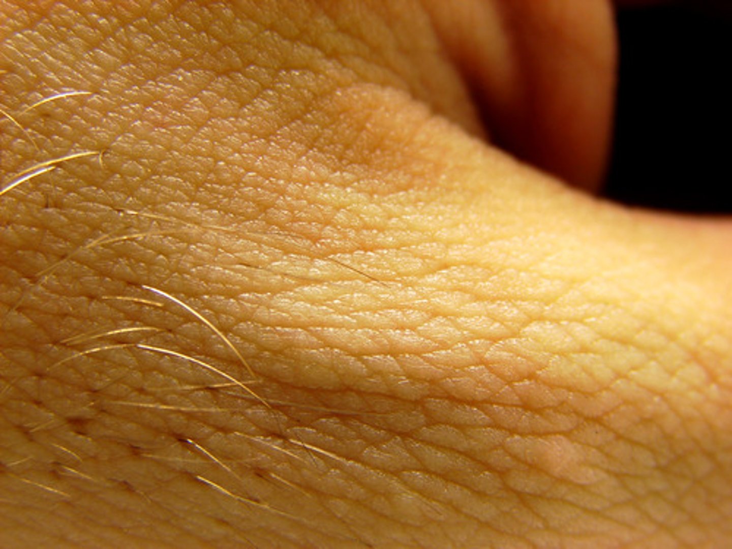 <p>Has several functions- protects the body, vitamin D production, regulates body temperature, gets rid of wastes.</p>