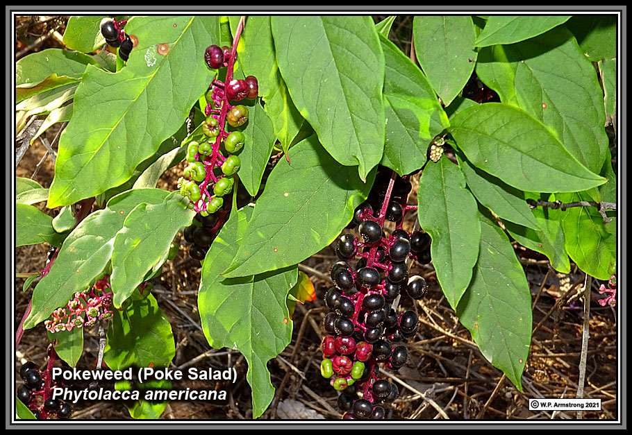 Pokeweed:

Large leaves with red stems. green berries that turn dark purple