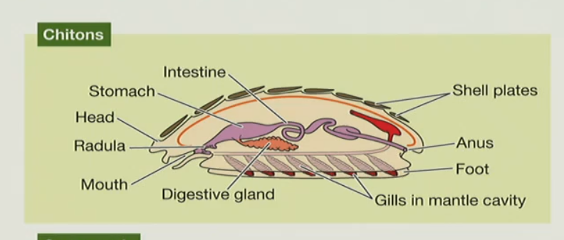 <p>how does the chitin’s body plan differ from the generalized mollusk body plan? (i.e what are the modifications)</p>