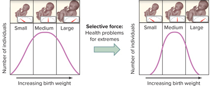 <p><span>Human birth weight is an example of a type of natural selection called ______ selection.</span></p>