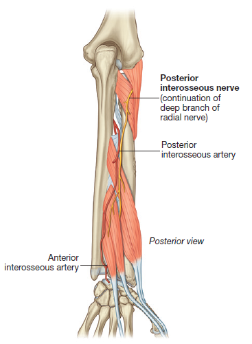 <ol><li><p>Posterior Interosseous artery</p></li><li><p>Anterior Interosseous artery</p></li><li><p>Radial artery</p></li></ol><p></p>