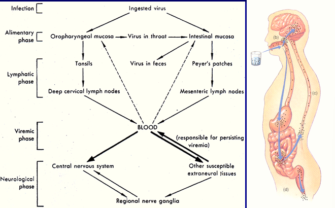 \-infection usually through ingestion, not as much through the nose