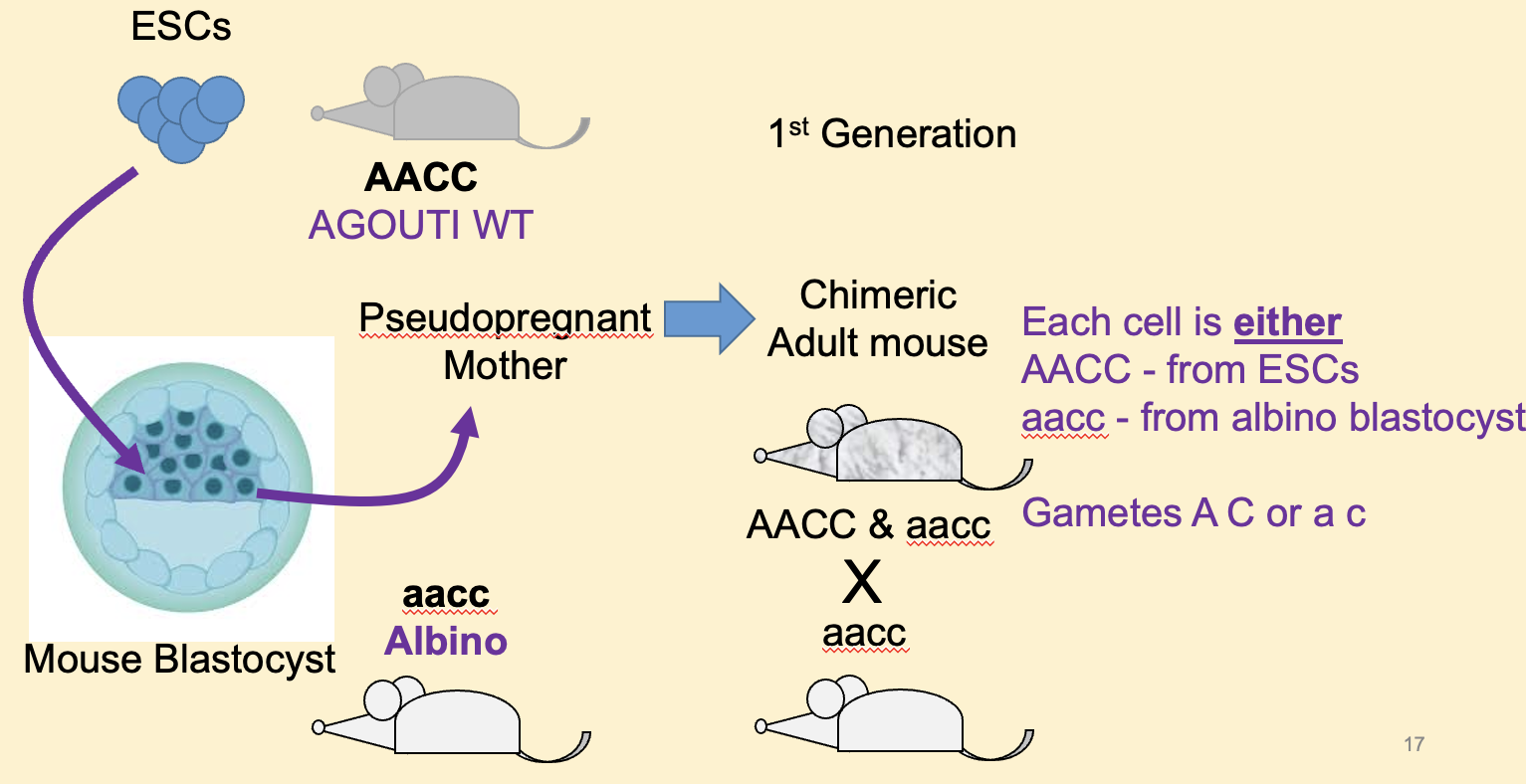 <p>Describe how the genetic marker of coat colour was used on transgenic mice from ESCs</p>