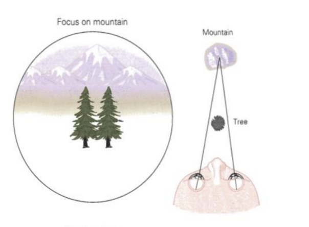 <ul><li><p><strong>Focus on Mountain (Far Object)</strong></p></li><li><p>The eyes are oriented outward, so they are&nbsp;<strong>diverging</strong>.</p></li><li><p>This allows both eyes to point toward the distant mountain.</p></li><li><p><strong>Visual Perception:</strong></p><ul><li><p>The mountain appears sharp and in focus.</p></li><li><p>The trees (which are closer) appear&nbsp;<strong>blurry</strong>, because they are not on the focal plane.</p></li></ul></li><li><p><strong>Neural Representation:</strong></p><ul><li><p>The mountain's image falls on the fovea (the center of vision) in each eye.</p></li><li><p>The tree falls on a non-foveal part, leading to a blurrier image.</p></li></ul></li></ul><p></p>
