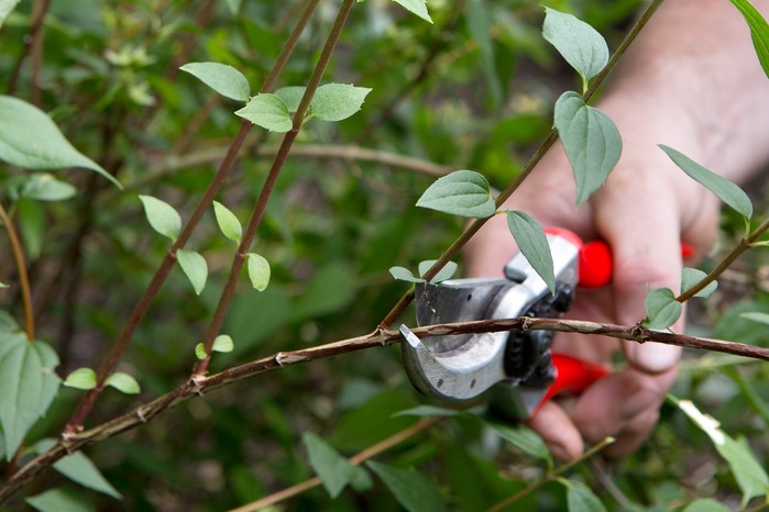 <p><strong>Deciduous, multi-stemmed shrub with long, arching branches</strong></p><p><span style="font-family: Google Sans, Roboto, arial, sans-serif; color: rgb(32, 33, 36)">Grows 4-6 ft., sometimes taller</span></p><p><span style="font-family: Google Sans, Roboto, arial, sans-serif; color: rgb(32, 33, 36)">Abundance of richly fragrant pure white blossoms in the late spring/early summer</span></p>