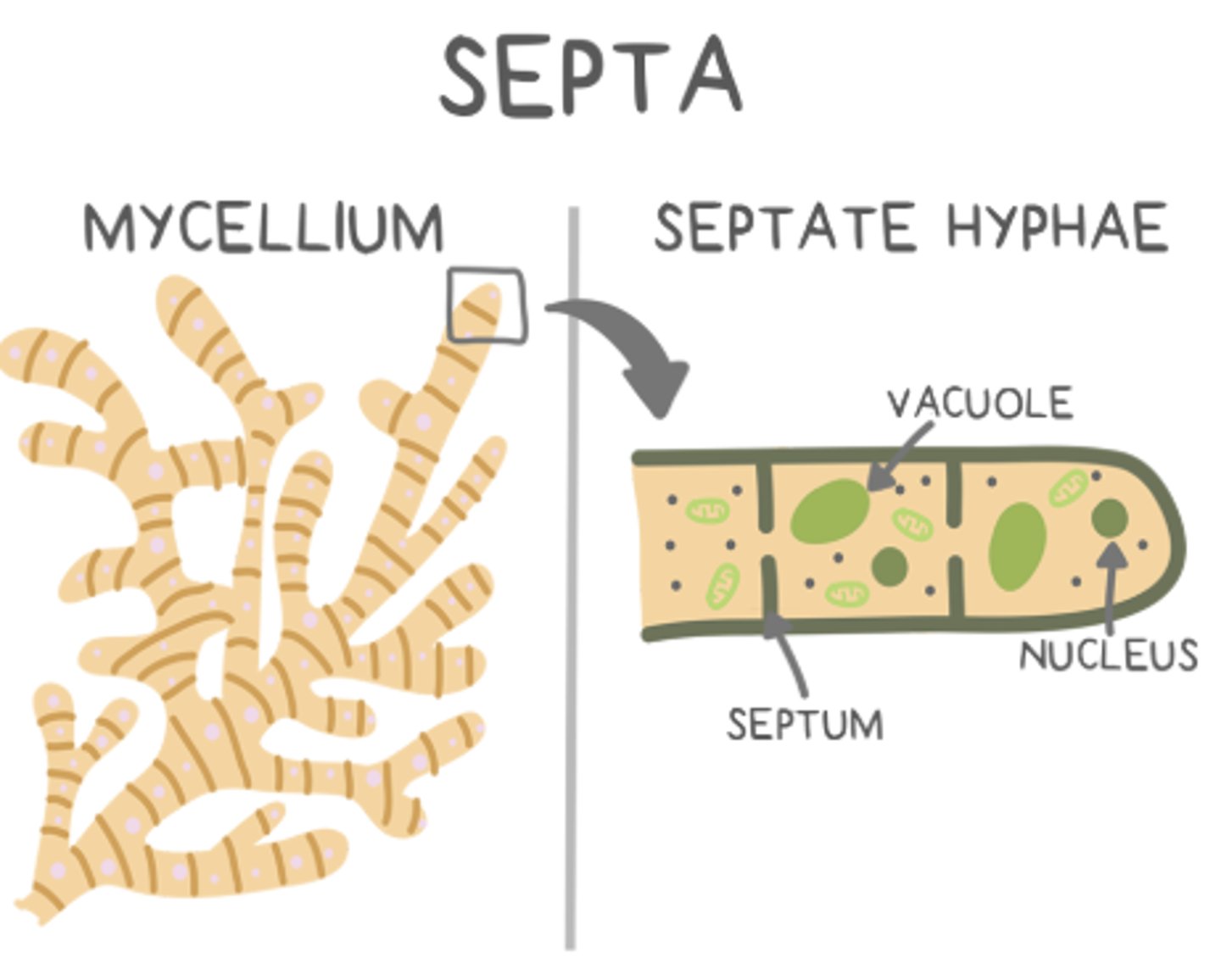 <p>septate</p>