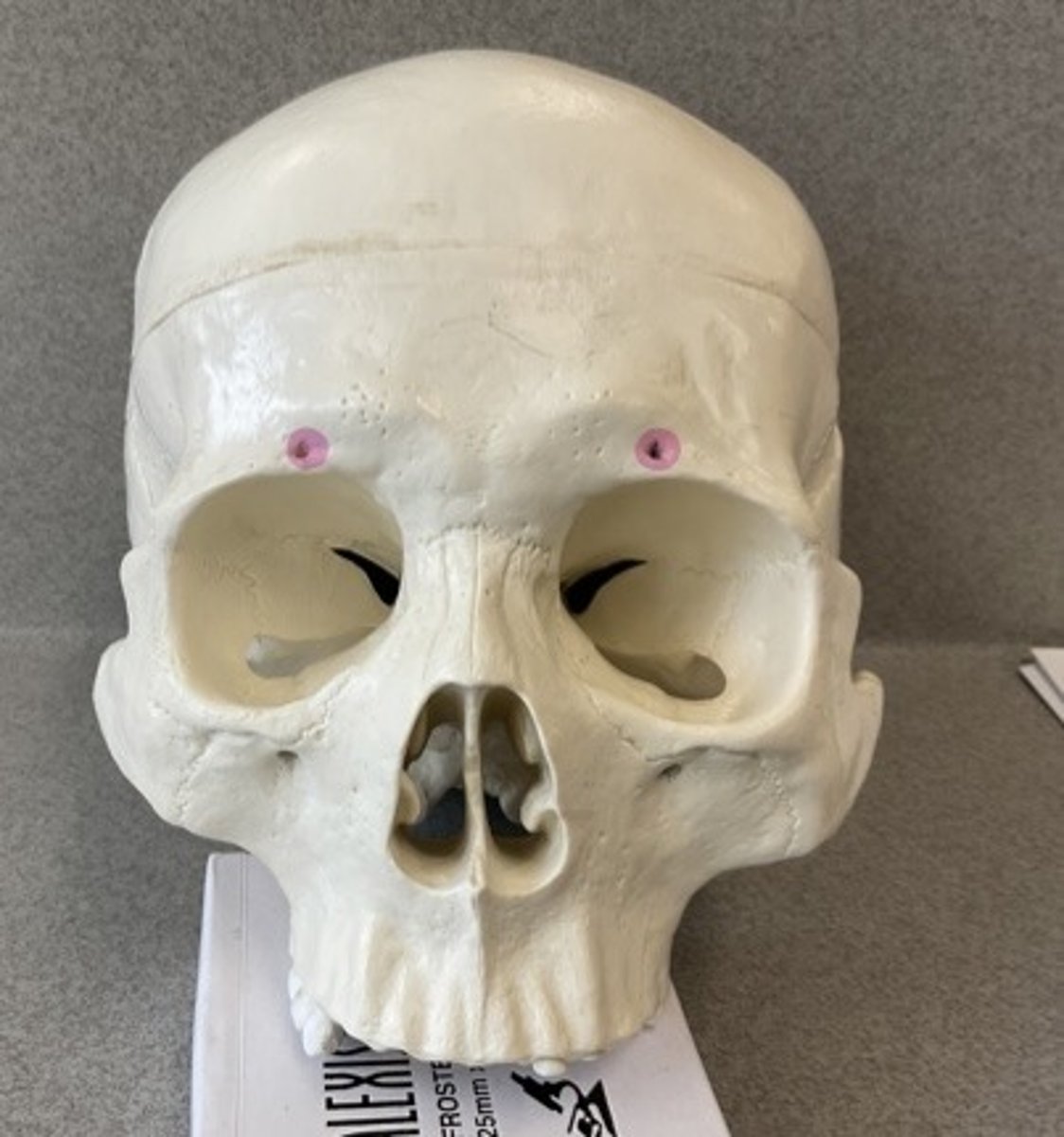 knowt flashcard image