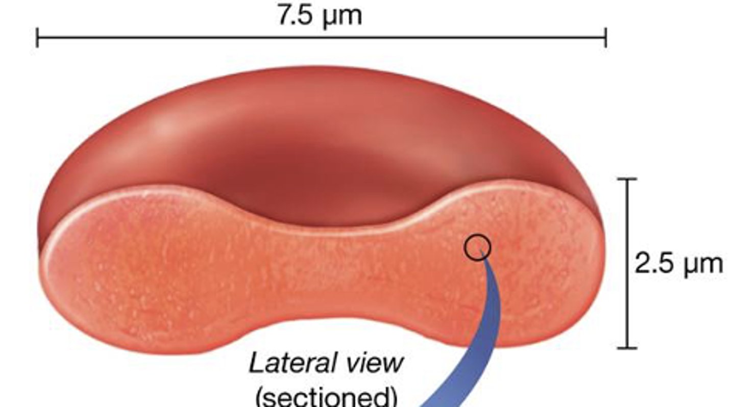 <p>increases surface area of cell; vital to role in gas exchange</p>
