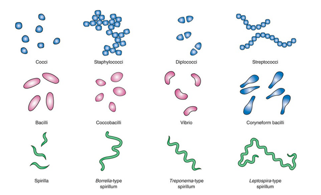 <p>Shapes and Size of Bacteria: </p>