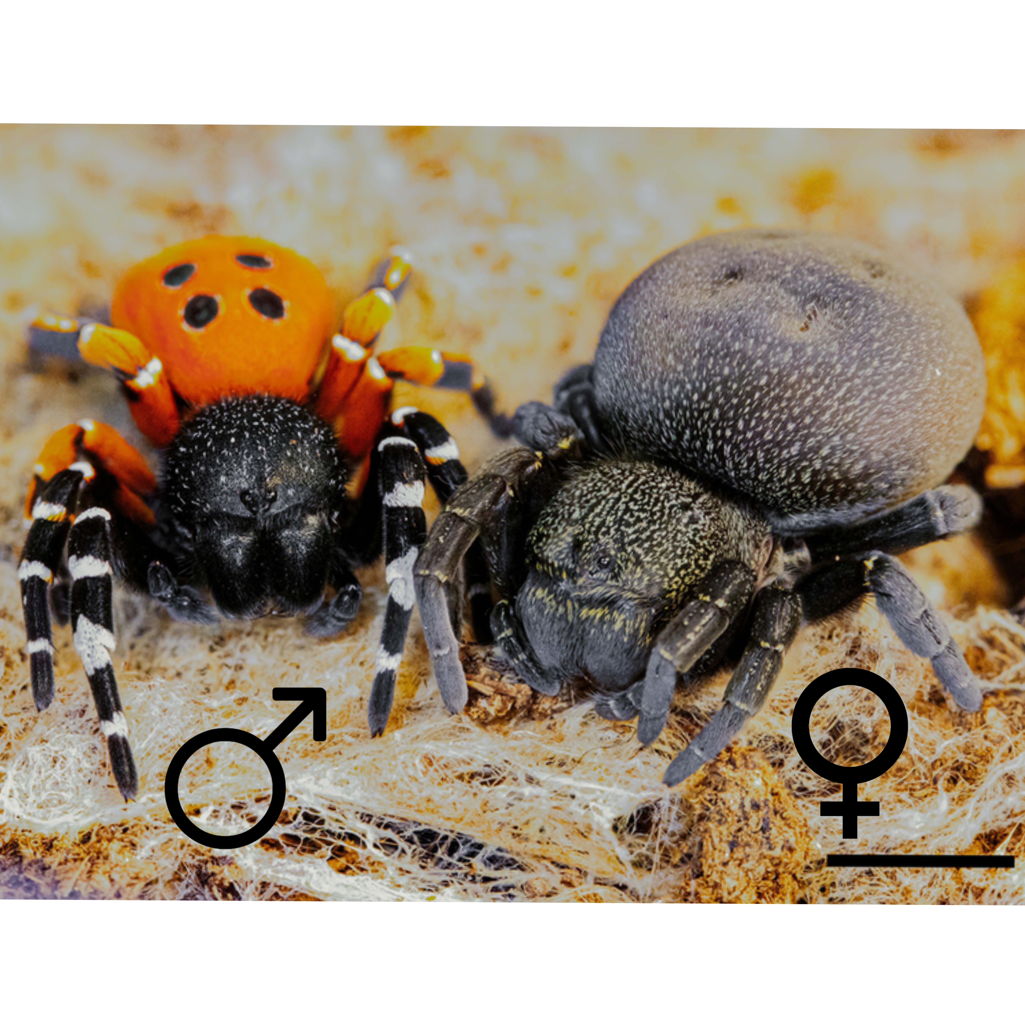 <p>Kmeň: Arthropoda</p><p>Amandibulata</p><p>Podkmeň: Chelicerata</p><p>Trieda: Arachnida</p><p>Rad: Araneae</p>