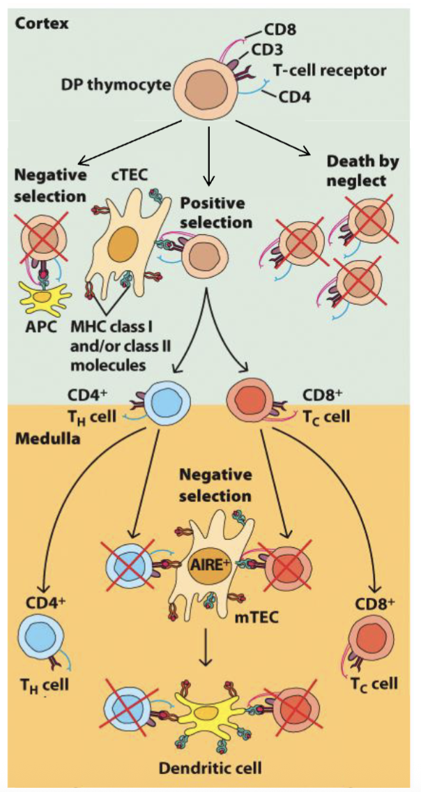 <ul><li><p><span><strong><span>Negative selection</span></strong><span> eliminates autoreactive thymocytes binding to MHC/peptides</span></span></p><ul><li><p><span><span>Results in </span><strong><span>central tolerance</span></strong><span> via apoptosis of autoreactive thymocytes → clearance by macrophage</span></span></p></li><li><p><span><span>Can take place in either the thymic cortex (DP cells) or medulla (SP cells)</span></span></p></li></ul></li><li><p><span><span>Medullary thymic epithelial cells (</span><strong><span>mTEC</span></strong><span>) express </span><strong><span>AIRE</span></strong><span> (</span><strong><span>autoimmune regulator</span></strong><span>) and FEZ transcription factors</span></span></p><ul><li><p><span><span>Bind histones with closed chromatin →recruit transcription factors and RNA polymerase →expression and MHC processing of proteins found outside thymus (i.e. insulin, MBP)</span></span></p></li></ul></li></ul><p>(presented peptides from self loaded by MHC)</p>
